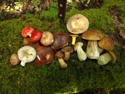 DSCF7040.JPG