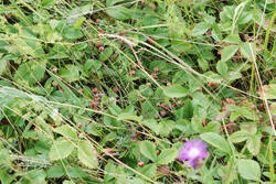 DSC_7439.thumb.jpg.4e4a9ed62c6623ed68e19d154f01e121.jpg