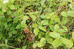DSC_7440.thumb.jpg.8ac28b12bfe771a4424a06745af56e36.jpg