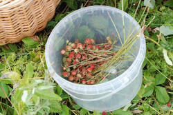 DSC_7443.thumb.jpg.6e2cb50cc9dc4f8dfe5bd9beae601ff6.jpg
