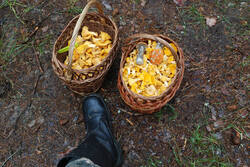 DSC_7459.thumb.jpg.ca57e3a3ad91c444234f5287c669c034.jpg