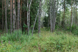 DSC_7542.thumb.jpg.cf30cb0b7910ce4c33c706bfc95c3d12.jpg
