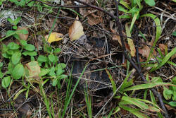 DSC_7544.thumb.jpg.b679e872eb3b7768557104318283f9c6.jpg