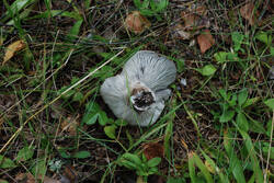 DSC_7545.thumb.jpg.09fae4158b463406a0086051deebf93b.jpg