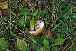 DSC_7547.thumb.jpg.41ee3b5c919c6191f70bf72c66eefa0f.jpg