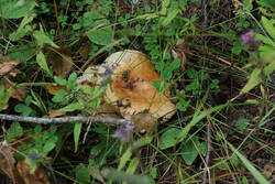DSC_7549.thumb.jpg.44ba0c813823ed2d60271a634bade6f3.jpg