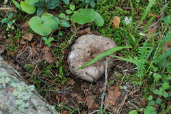 DSC_7550.thumb.jpg.6244933a114632d2e5973076c8585048.jpg