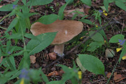 DSC_7552.thumb.jpg.e68b32ab61ab3fc804bb50c0fc8166c5.jpg