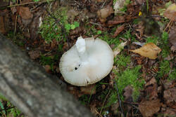 DSC_7555.thumb.jpg.de69391f69873c4d5ef57ea149ebd75f.jpg