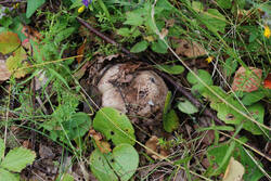 DSC_7562.thumb.jpg.11aa572c71abb75f6730e14fa1c7e0b4.jpg