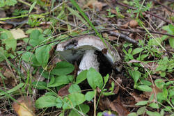 DSC_7564.thumb.jpg.a545ee7983e6c73a413d11d0046c96a9.jpg