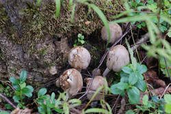 DSC_7565.thumb.jpg.fae63e72beea9ab1230c00c9af0ba1aa.jpg