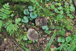 DSC_7568.thumb.jpg.7e8bf1bc2283bd75286beb21ff2a74cf.jpg