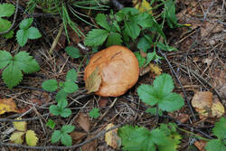 DSC_7569.thumb.jpg.e38c84e3ac2dda079df19a2ab6ae5651.jpg