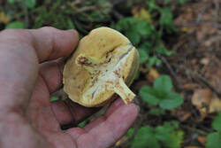 DSC_7570.thumb.jpg.948f4c391486fc58f61472e80b045df5.jpg