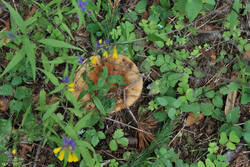 DSC_7571.thumb.jpg.91ae8383b02ce7e0b05a3bea3d36432f.jpg