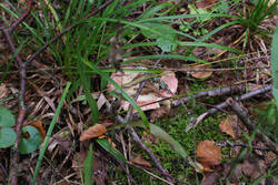 DSC_7572.thumb.jpg.9f57bc91ff38fa11382688d813ba260d.jpg