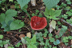 DSC_7576.thumb.jpg.9c3a6fbf4af1443442e8c85aa6f6dff9.jpg