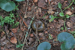 DSC_7577.thumb.jpg.6d2893f440f91e8bb5c7aeef96b6d84e.jpg