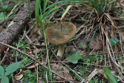 DSC_7578.thumb.jpg.48f3cc9925a42052a5e376587efdb9a5.jpg