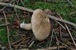 DSC_7580.thumb.jpg.2d926b5abbbd617523e945410164f428.jpg