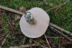 DSC_7581.thumb.jpg.b721fde85b3f3efcd3f279e761536946.jpg