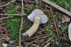 DSC_7584.thumb.jpg.597b627bc43e02cd6338f282c248fa48.jpg