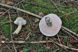 DSC_7585.thumb.jpg.3883288657c167cd599d7be441b00982.jpg