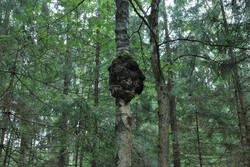 DSC_7586.thumb.jpg.1ab0fcdd32ff48b5fe393be19f103cf6.jpg