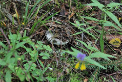 DSC_7589.thumb.jpg.f39e47b07fb7d13c6bb0db995c19304b.jpg