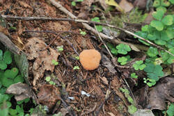 DSC_7593.thumb.jpg.11f9a48a20462aa6aad15fc1a08cbd19.jpg