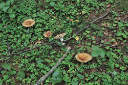 DSC_7594.thumb.jpg.2c61e71ac65749b991a4aa511194eb85.jpg