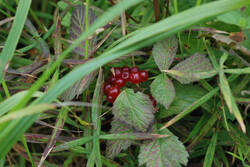 DSC_7597.thumb.jpg.d407cb4a3ff695250d1d41844e726085.jpg