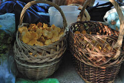 DSC_7607.thumb.jpg.14fdb7ad0f76d3160cfe5c4b7a1676c7.jpg