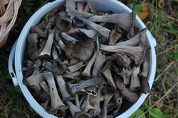 DSC_7610.thumb.jpg.37b0d53b7f528452f408ab96cb6a21f7.jpg