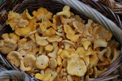 DSC_7612.thumb.jpg.084fbea9b4a815c149ec38ea164e1f26.jpg