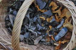 DSC_7613.thumb.jpg.7408199adbfd0859576573749fafdc43.jpg