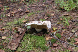 DSC_7644.thumb.jpg.7f4869ba39a135caee6305dc229bd8a6.jpg