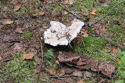 DSC_7645.thumb.jpg.1dd736df00866311a4eb73e1f49fb041.jpg