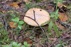 DSC_7647.thumb.jpg.ffce7d971747777e77bbf28cac72f2e2.jpg