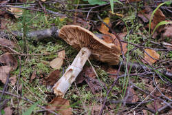 DSC_7648.thumb.jpg.6dad5514828d27c3edc548f69055bbec.jpg