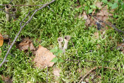 DSC_7649.thumb.jpg.4827265839157e37df0c2e9bad54ba50.jpg