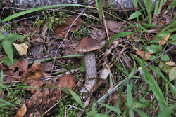 DSC_7658.thumb.jpg.c8080c5608d4ecd082924db3860f7c18.jpg