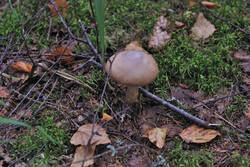 DSC_7659.thumb.jpg.ede137c6a4e782471f60a355a16b6354.jpg