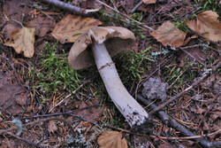 DSC_7660.thumb.jpg.ad59b2b79d7e1da249626feb9ec66daf.jpg