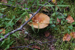 DSC_7663.thumb.jpg.f6c8f5dcc1cdd16e25a53a1a6af94af1.jpg