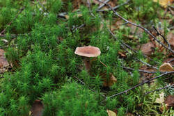DSC_7669.thumb.jpg.0d968b05858f5fd0e8e53ab965149a33.jpg