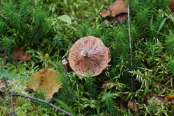 DSC_7671.thumb.jpg.e1aa064c8fa7aa3486783166eba97d57.jpg