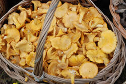 DSC_7695.thumb.jpg.07ada1d8844f25c96e885efb97d65556.jpg