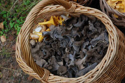 DSC_7697.thumb.jpg.af83ab51255f8d5bc8725df262cc8eee.jpg